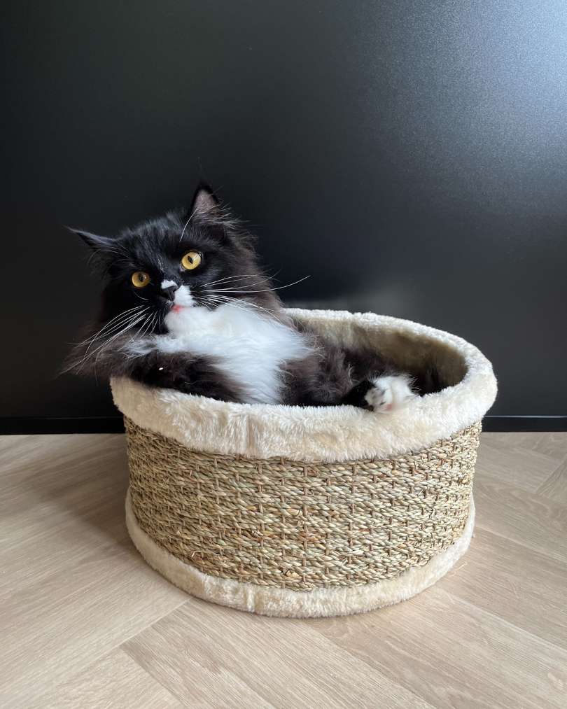 Kattenmand Oreo met kat